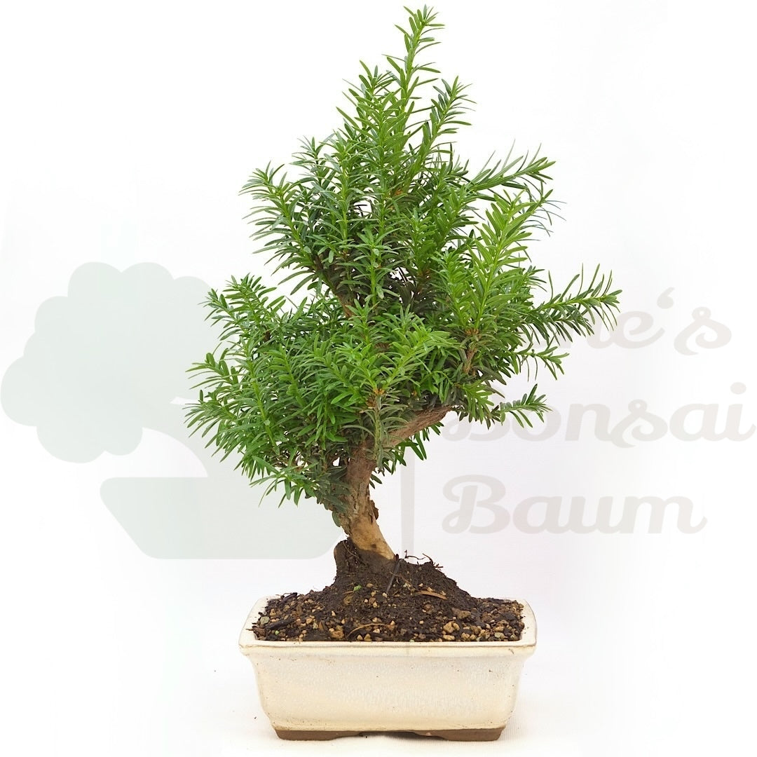 Eibe Hybrid 'Taxus media'